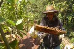 Beekeeping with Pueblo a Pueblo